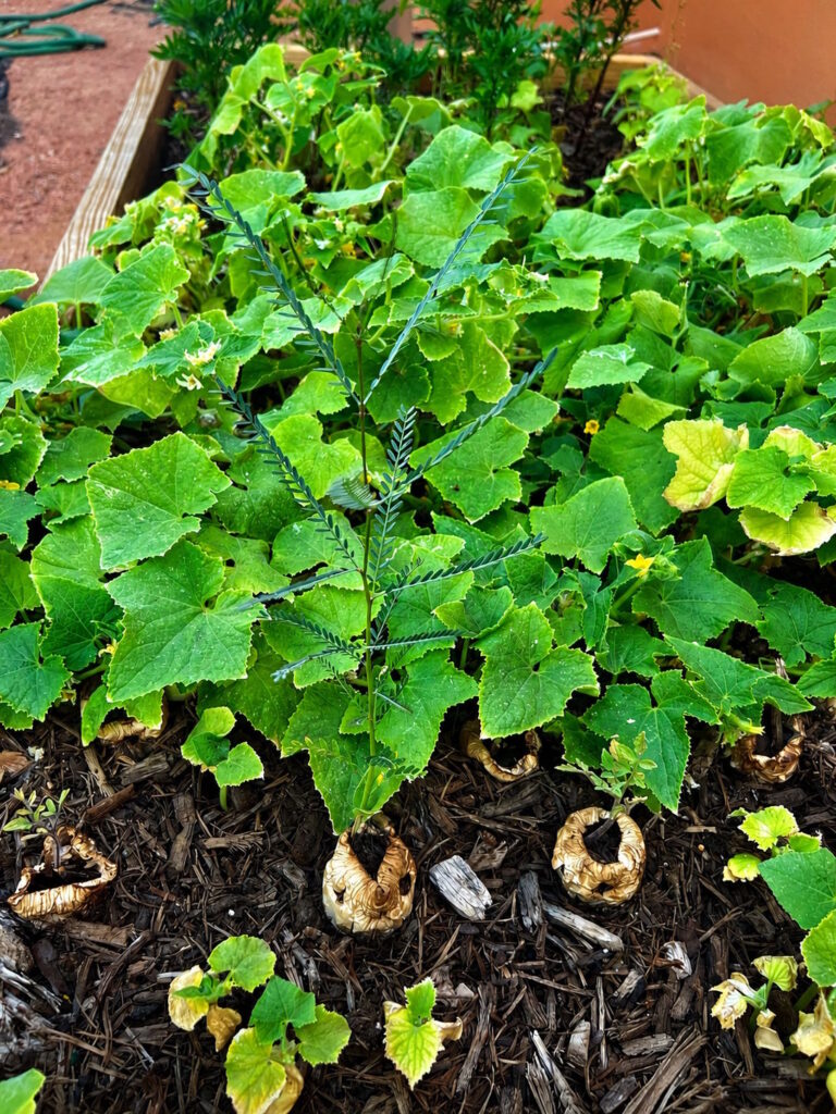 grow cup garden