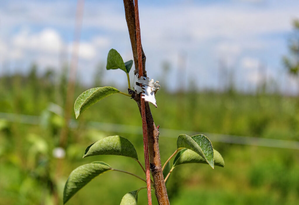 zip tie tree
